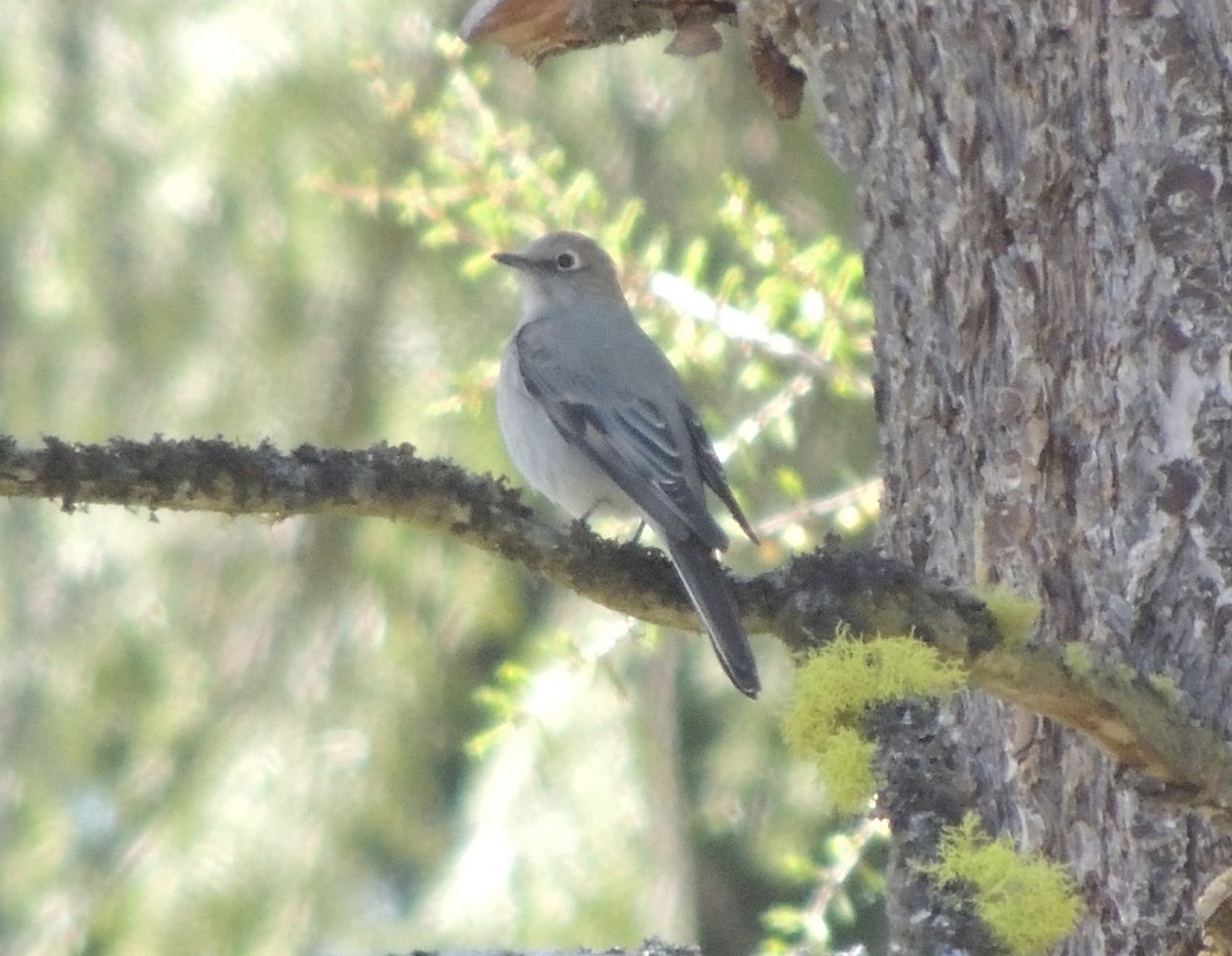 Townsend's Solitaire - Mindy Smith