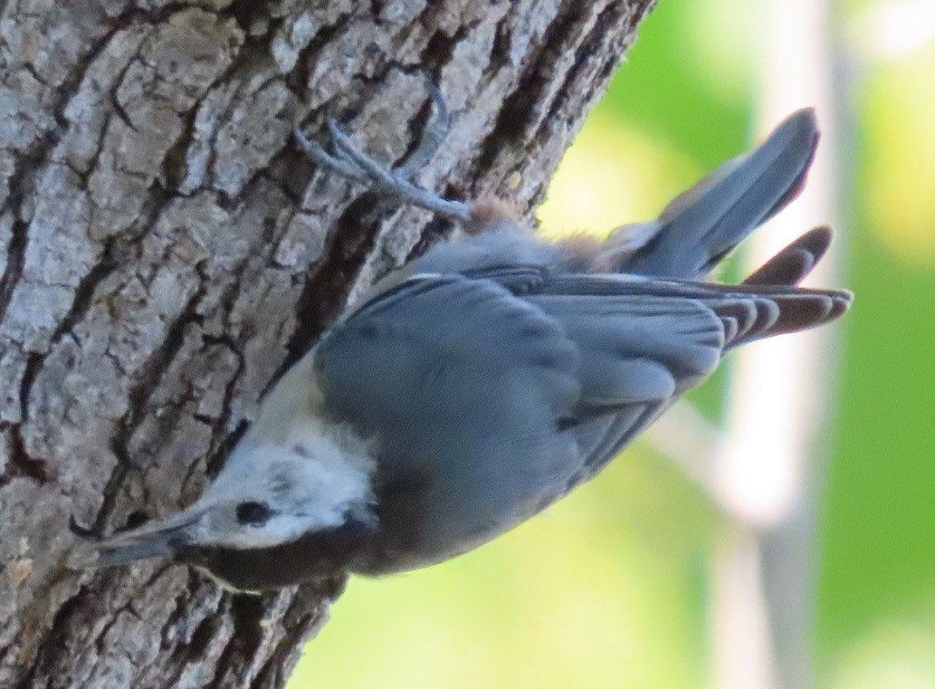 White-breasted Nuthatch (Pacific) - Gretchen Framel