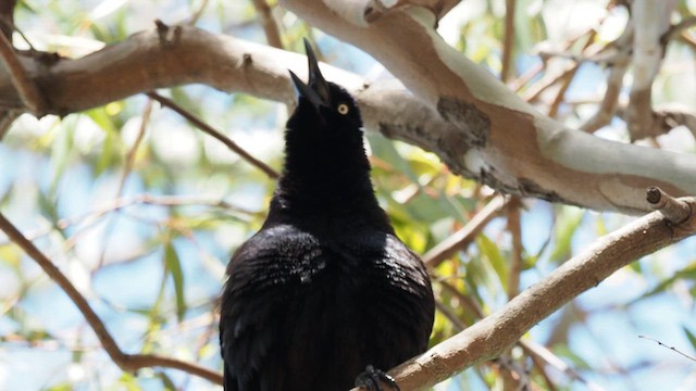 Great-tailed Grackle - ML617196047