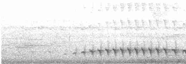 Fleckenbrust-Ameisenfänger - ML617196050