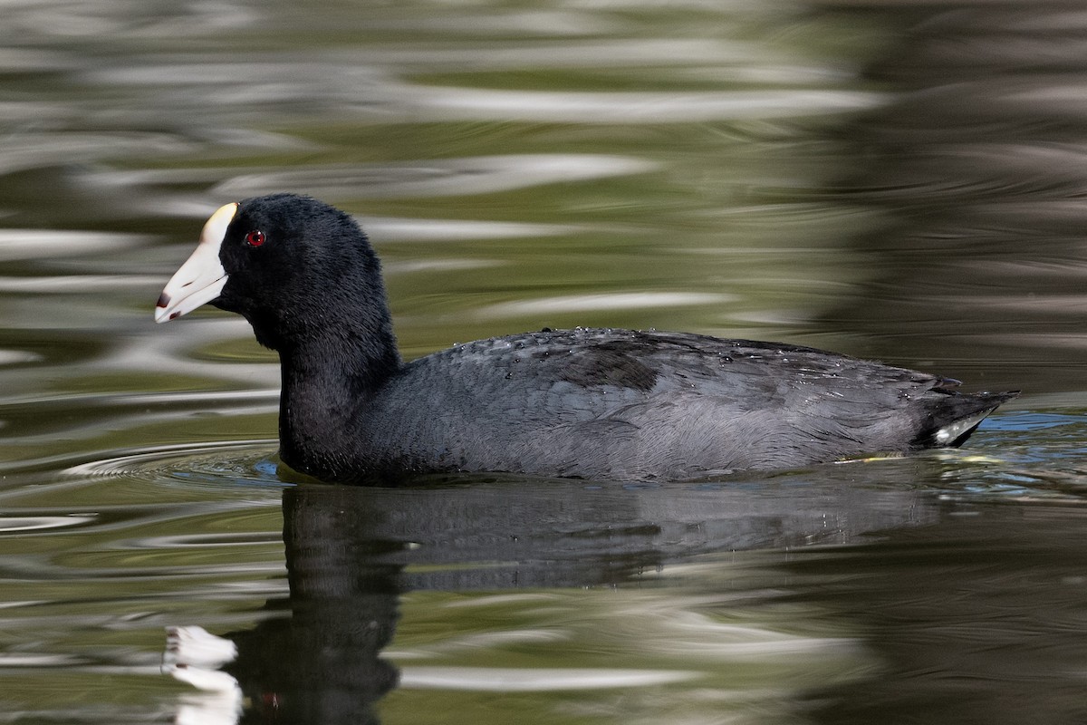 American Coot (White-shielded) - ML617196070