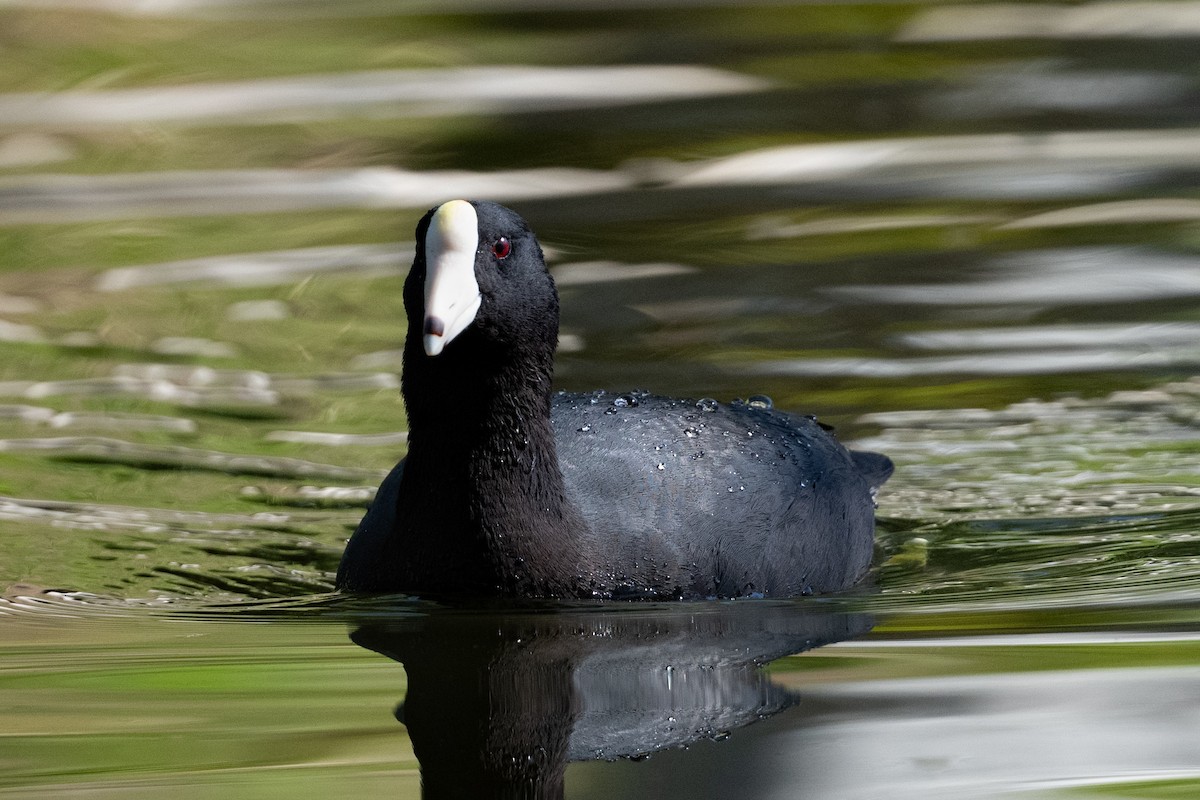 American Coot (White-shielded) - ML617196071