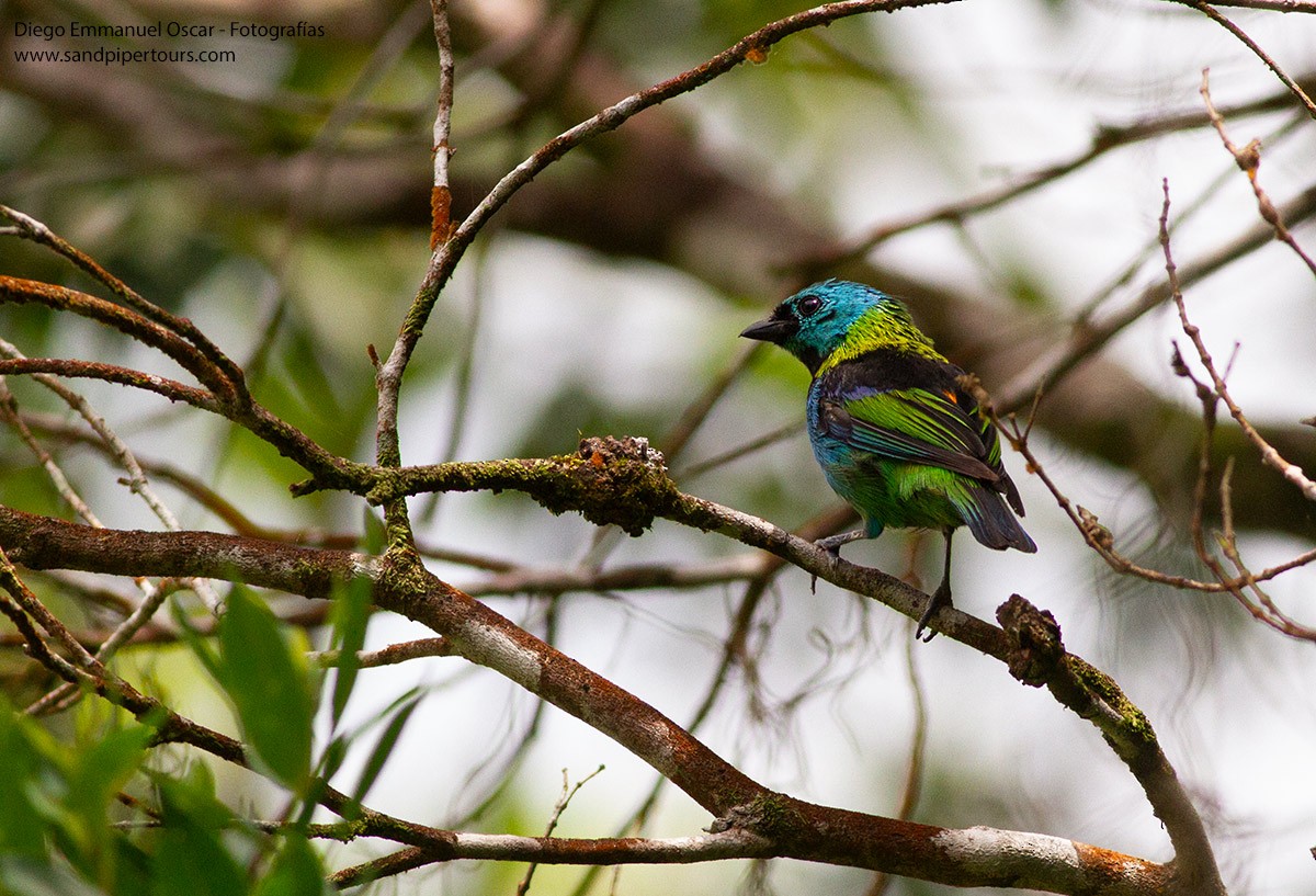 Green-headed Tanager - ML617196112