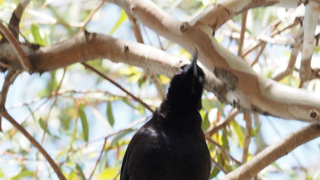 Great-tailed Grackle - ML617196122