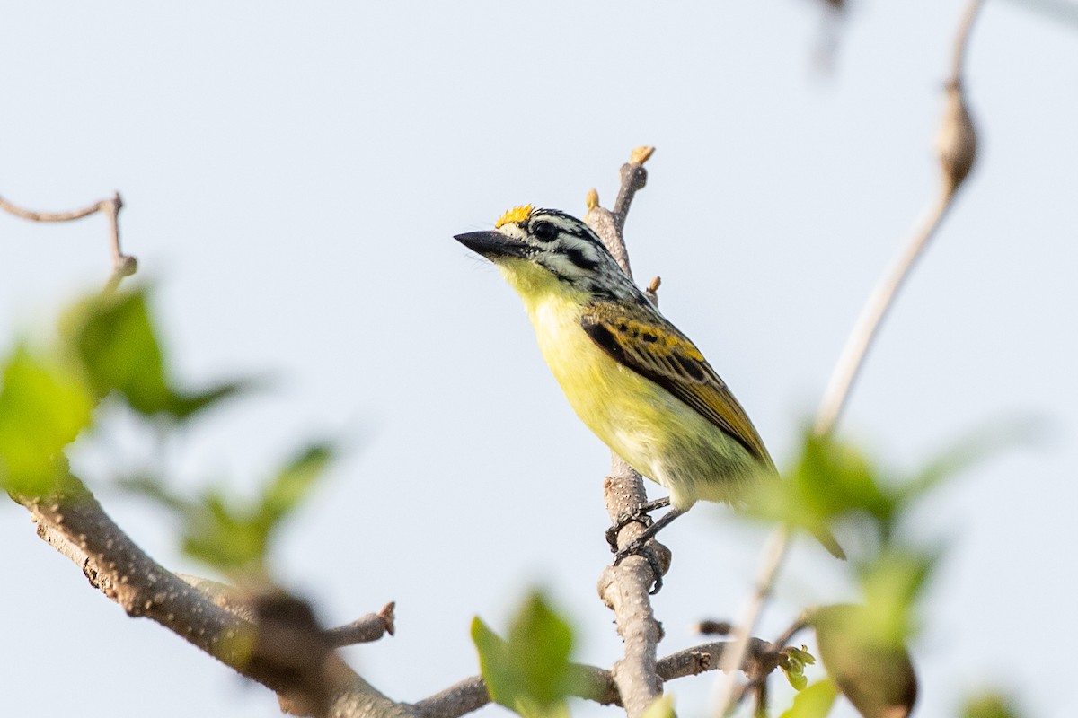 Yellow-fronted Tinkerbird - ML617196132