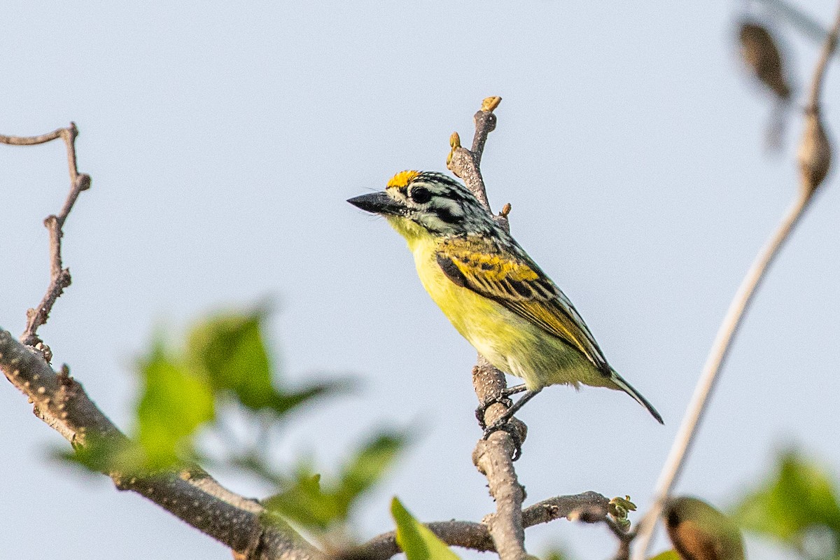 Yellow-fronted Tinkerbird - ML617196133