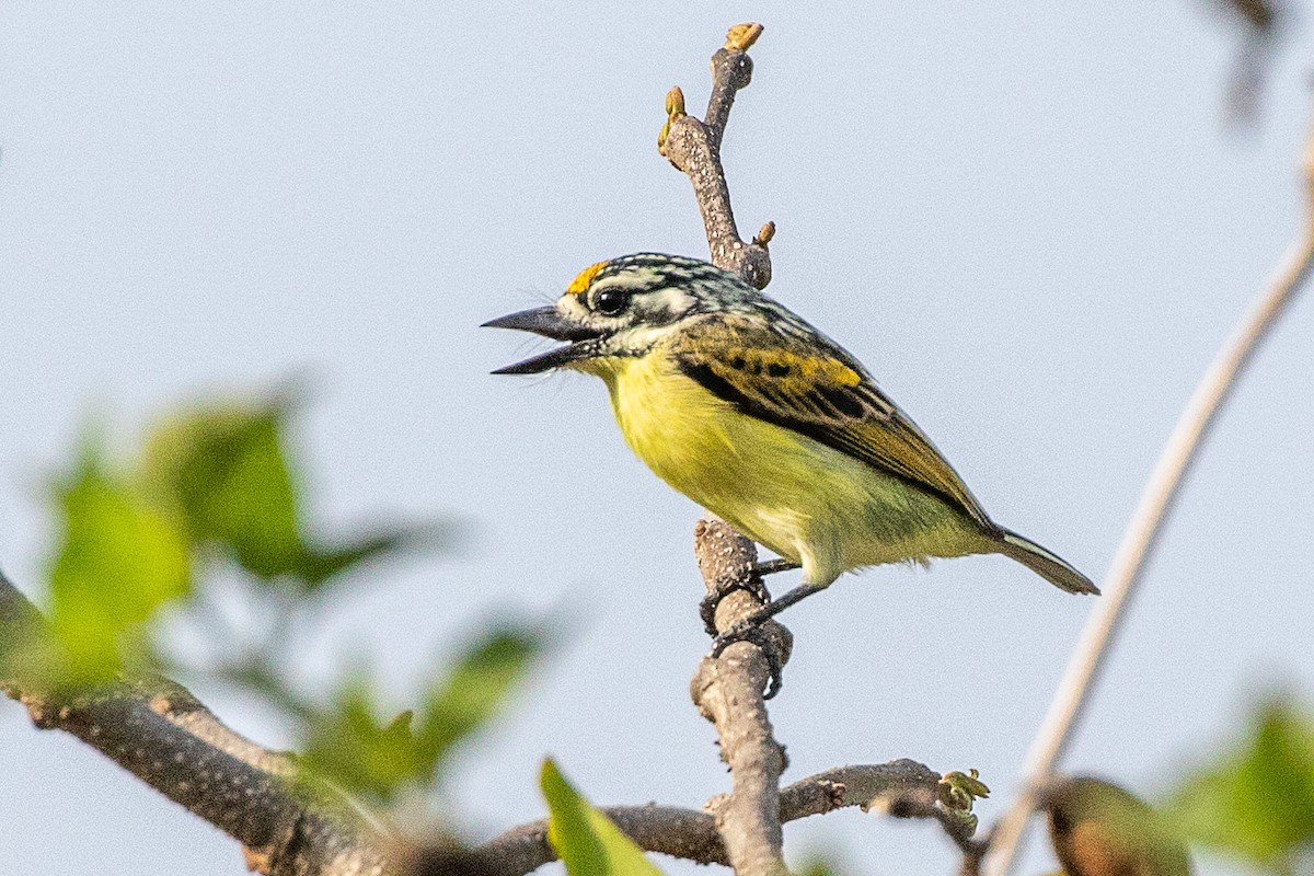 Yellow-fronted Tinkerbird - ML617196134