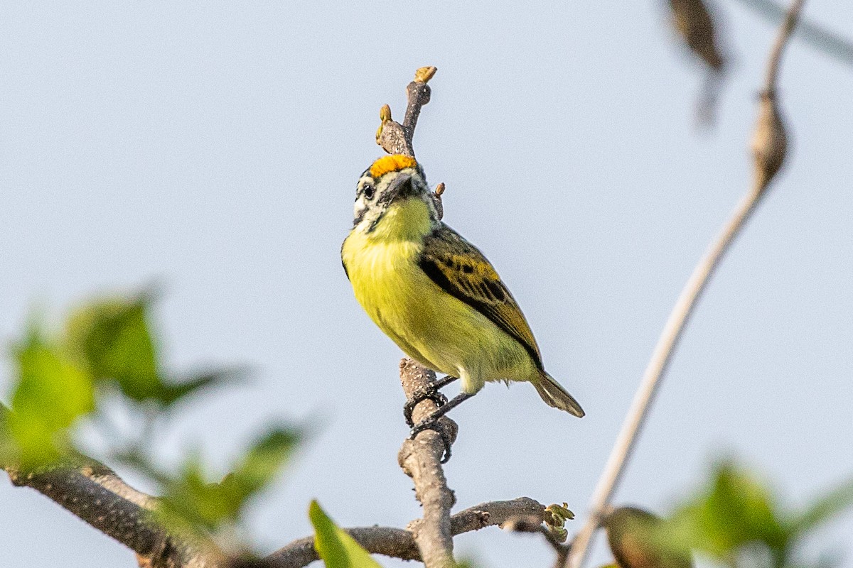 Yellow-fronted Tinkerbird - ML617196135