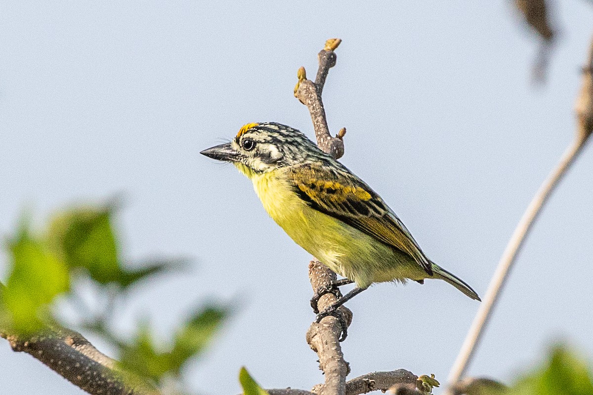 Yellow-fronted Tinkerbird - Neil Hayward