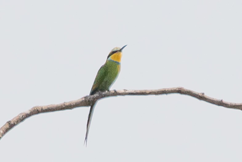 Swallow-tailed Bee-eater - ML617196147