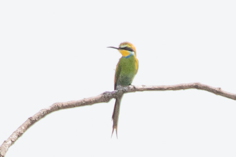 Swallow-tailed Bee-eater - ML617196148