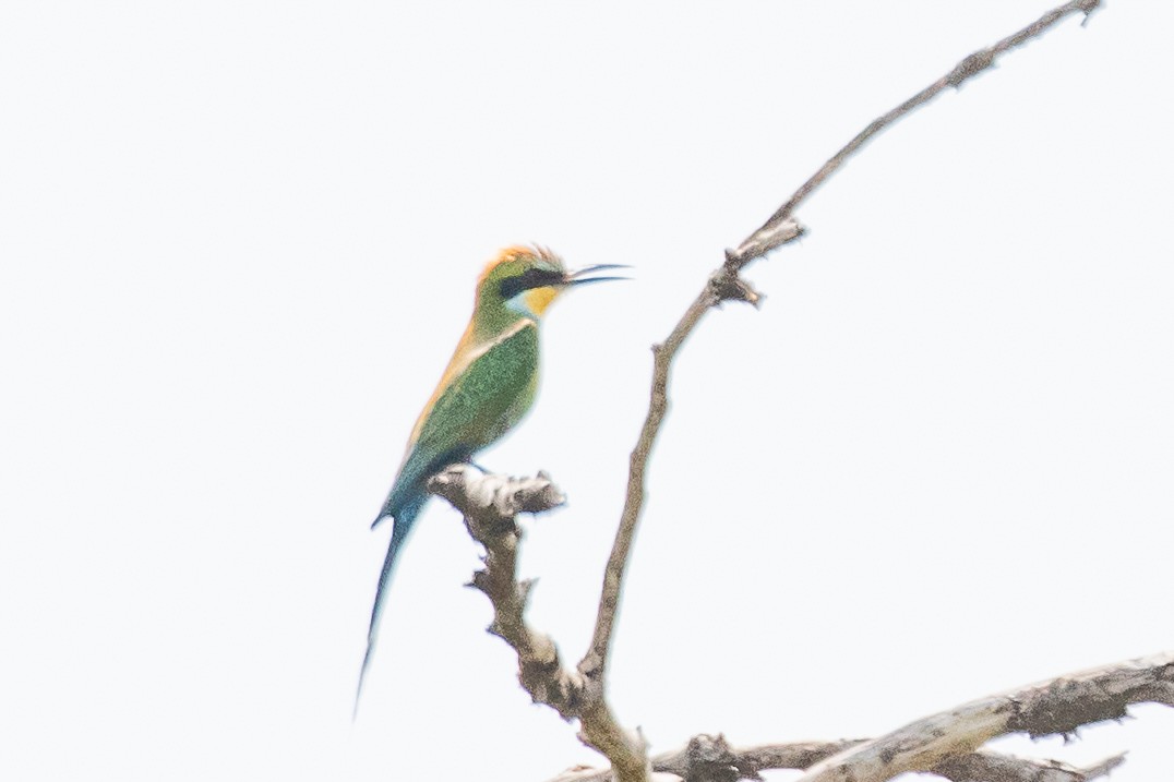 Swallow-tailed Bee-eater - ML617196149