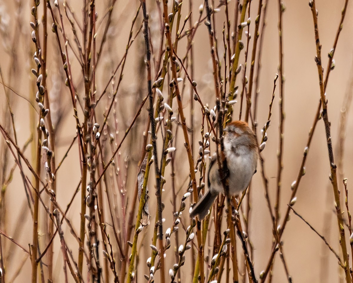 American Tree Sparrow - ML617196181