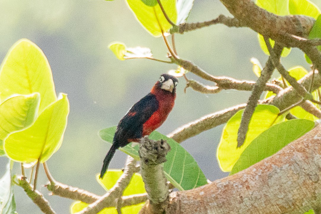 Double-toothed Barbet - Neil Hayward