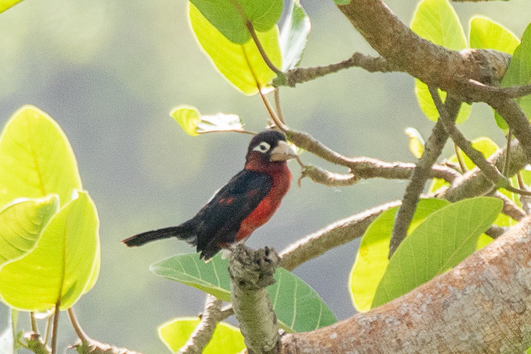 Double-toothed Barbet - ML617196222