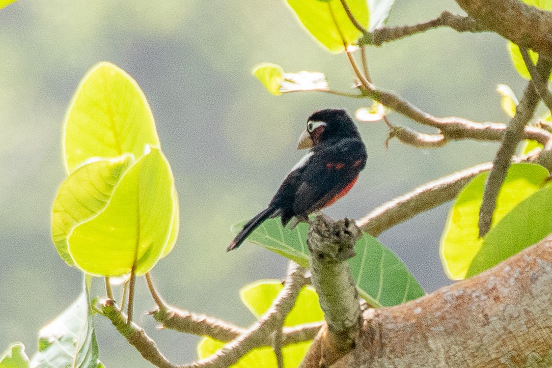 Double-toothed Barbet - ML617196223