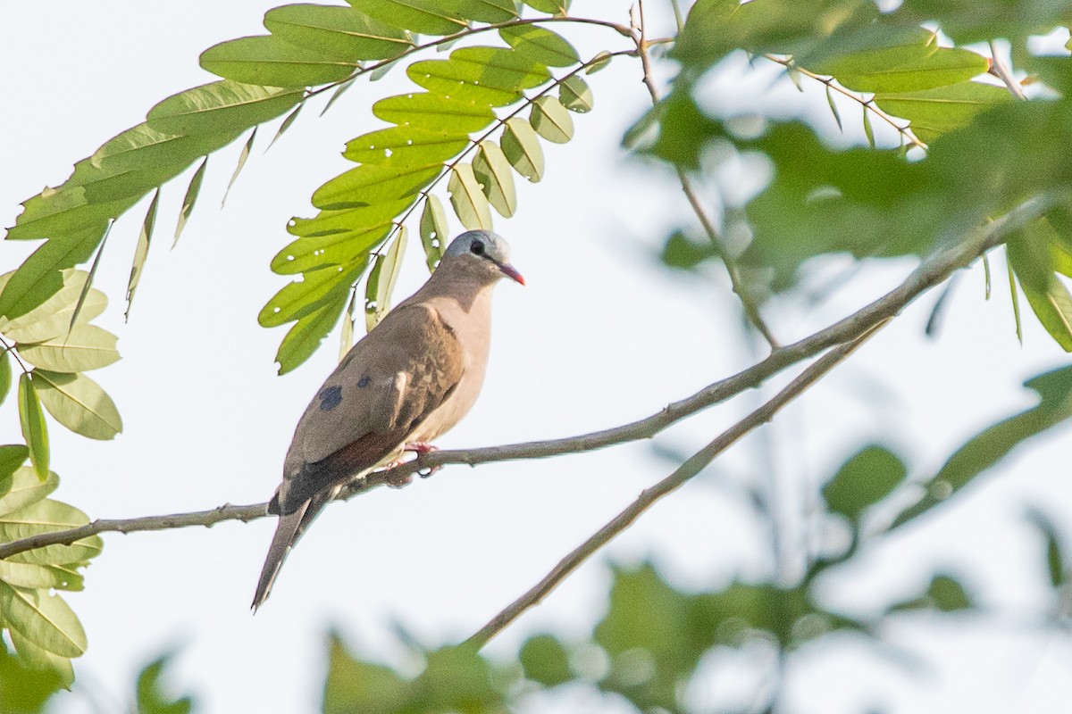Blue-spotted Wood-Dove - ML617196237