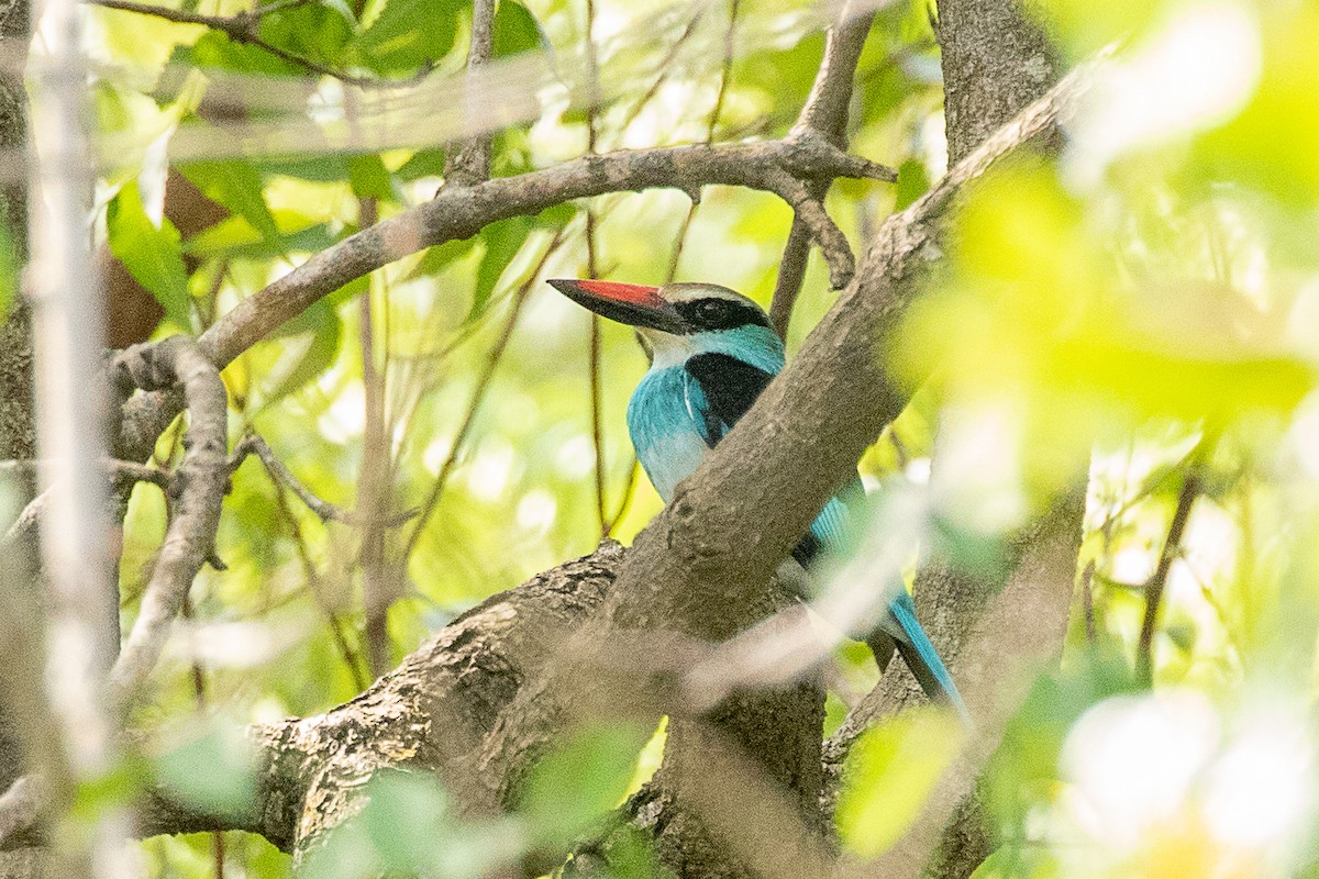 Blue-breasted Kingfisher - Neil Hayward
