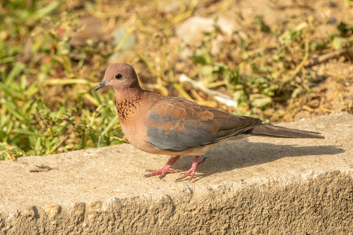 Laughing Dove - ML617196353