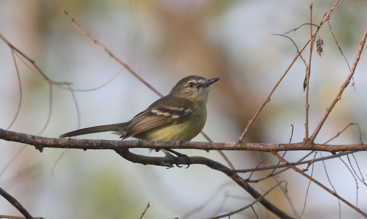 Pale-tipped Tyrannulet - ML617196380