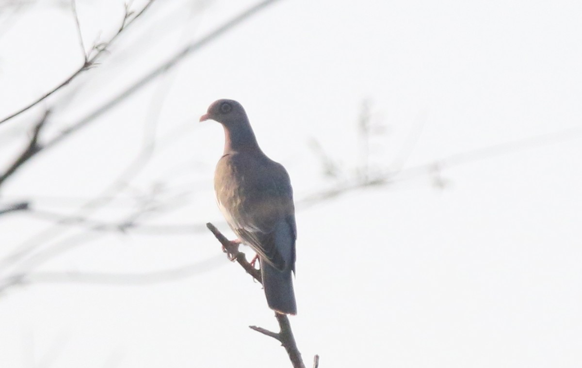 Bare-eyed Pigeon - Corey Callaghan