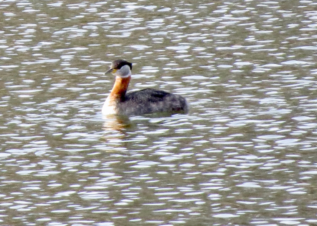 Red-necked Grebe - ML617196406