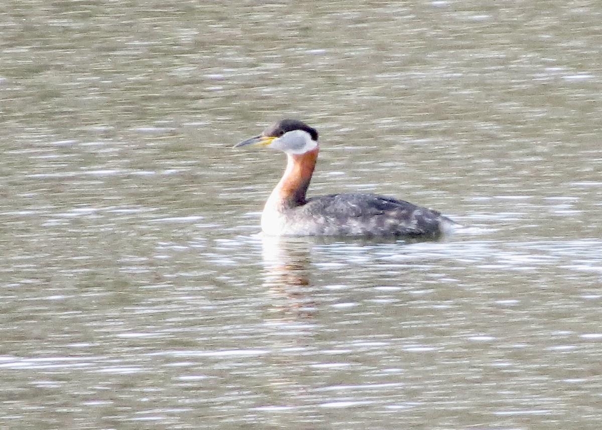 Red-necked Grebe - ML617196407