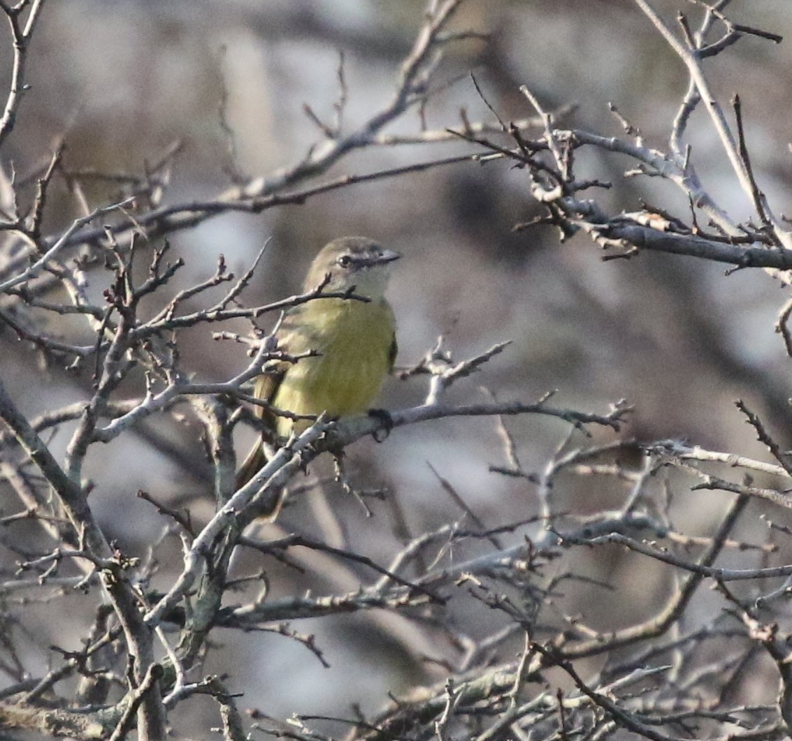Pale-tipped Tyrannulet - ML617196410
