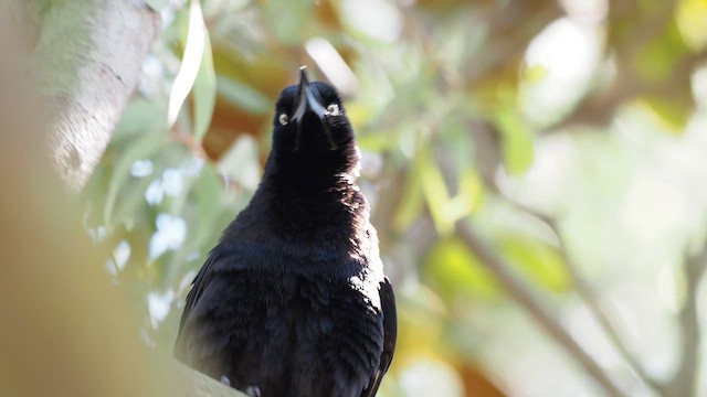 Great-tailed Grackle - ML617196446