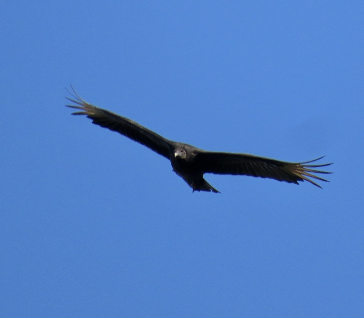 Black Vulture - ML617196548