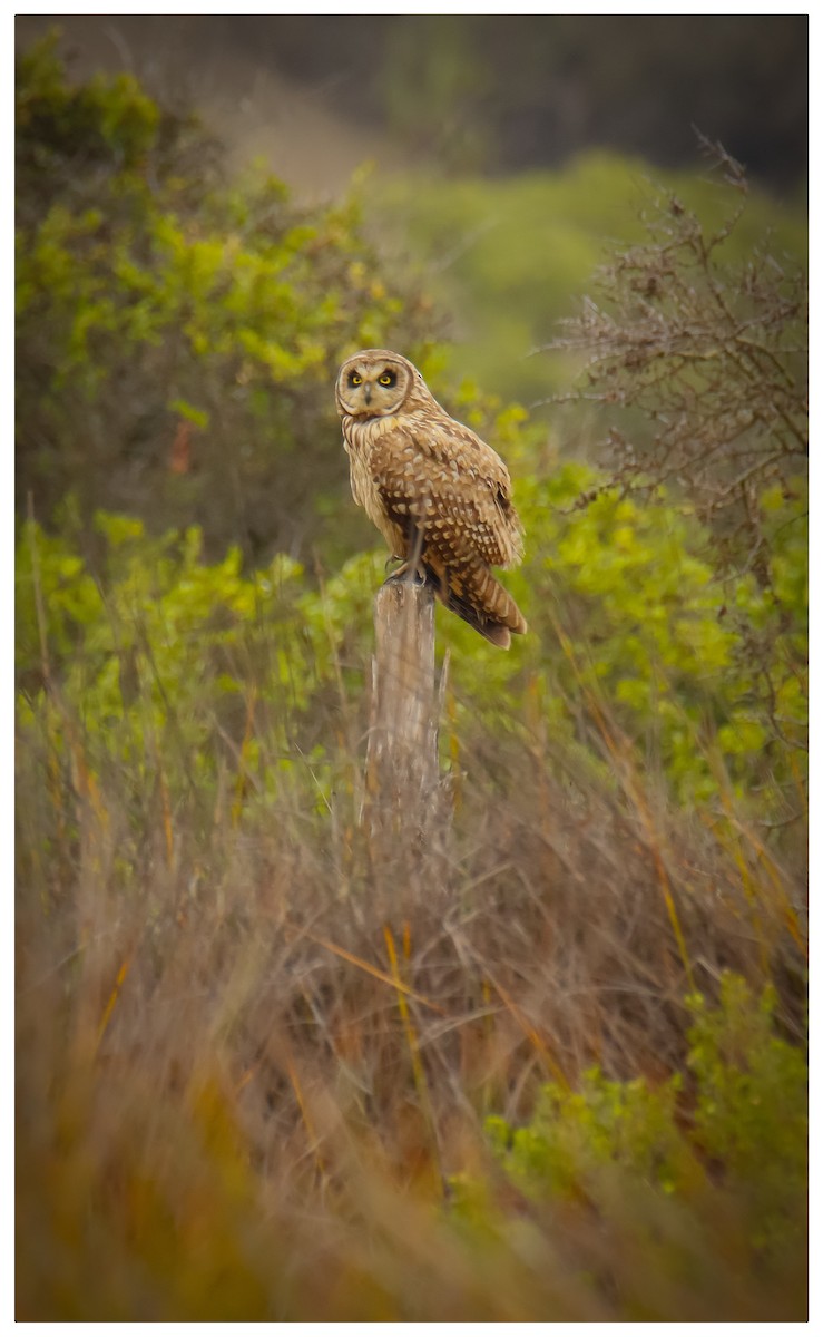 Short-eared Owl - ML617196689
