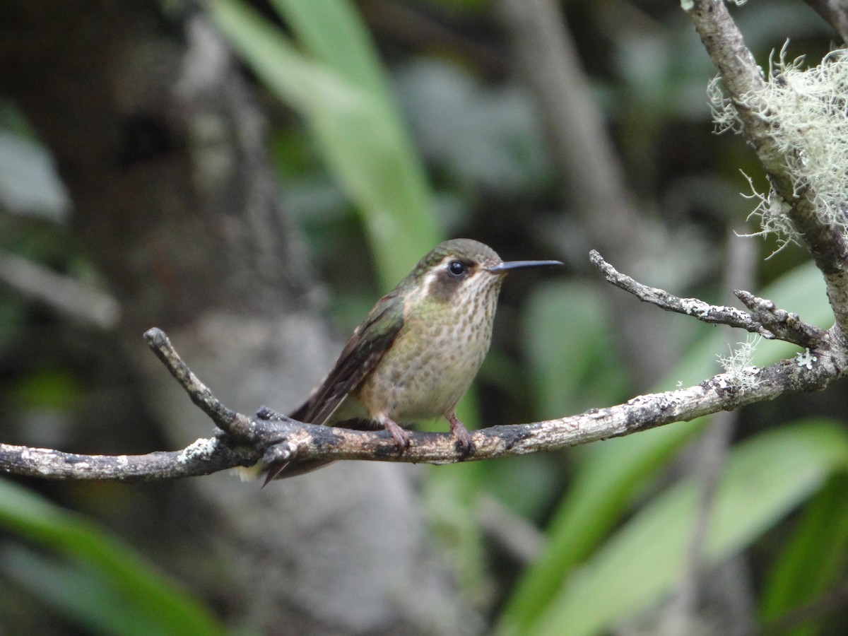 Speckled Hummingbird - ML617196814