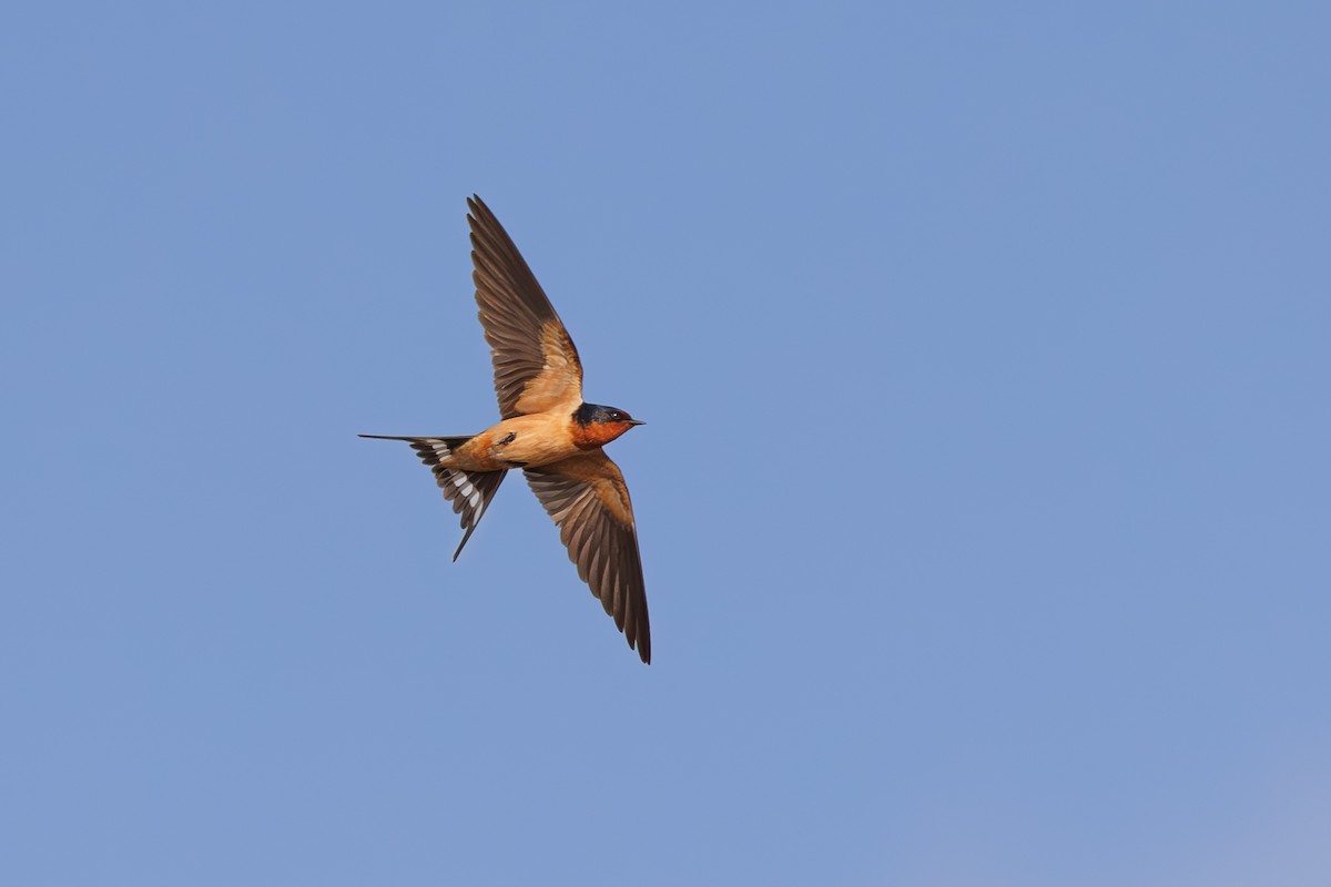 Barn Swallow - Hernan Riverol