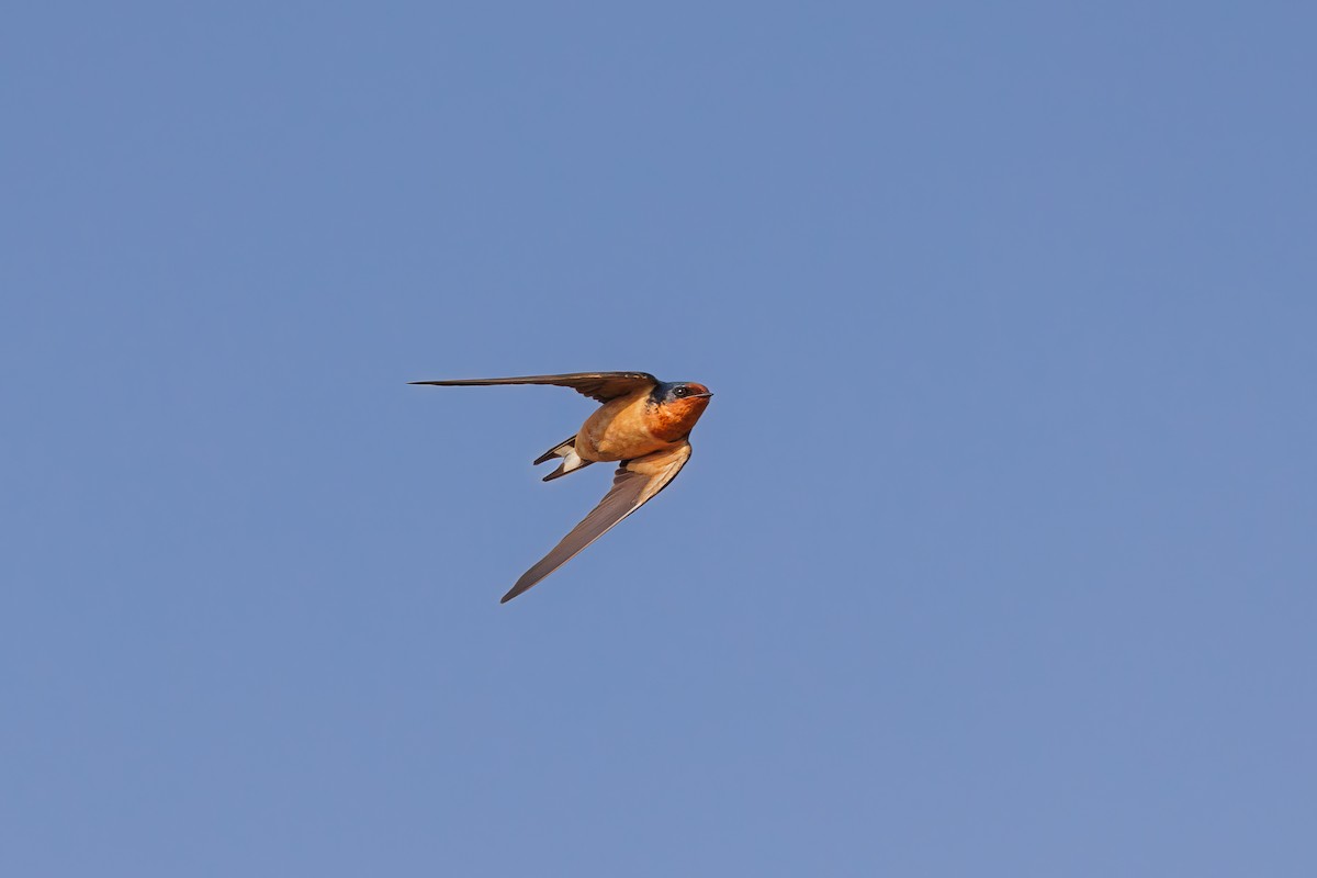 Barn Swallow - Hernan Riverol
