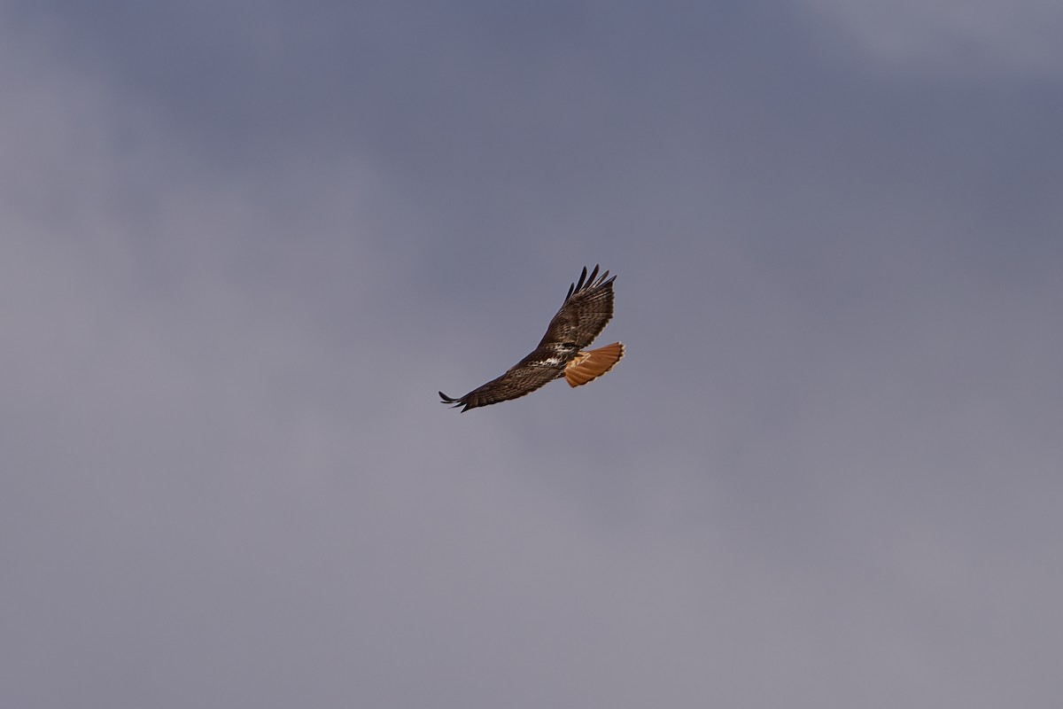 Red-tailed Hawk - ML617197093