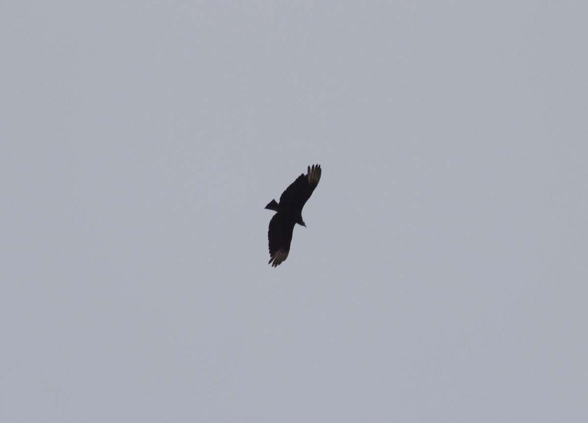 Black Vulture - Brian M