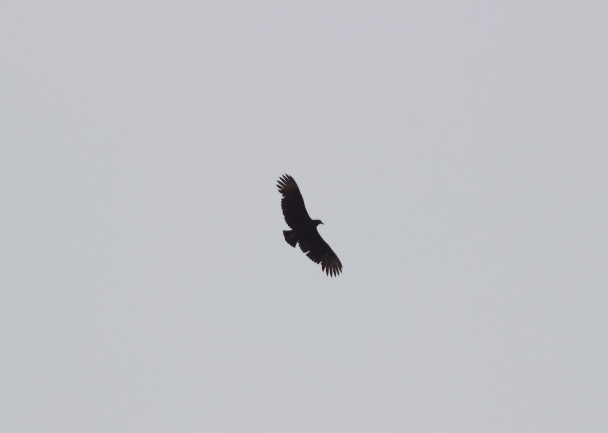 Black Vulture - ML617197108
