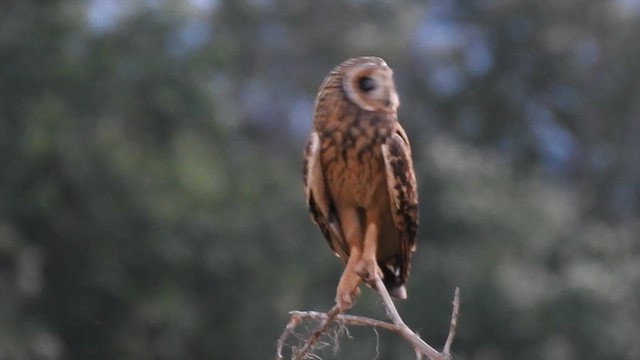 Short-eared Owl - ML617197221