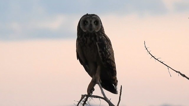 Short-eared Owl - ML617197222