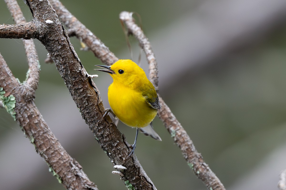 Prothonotary Warbler - ML617197236