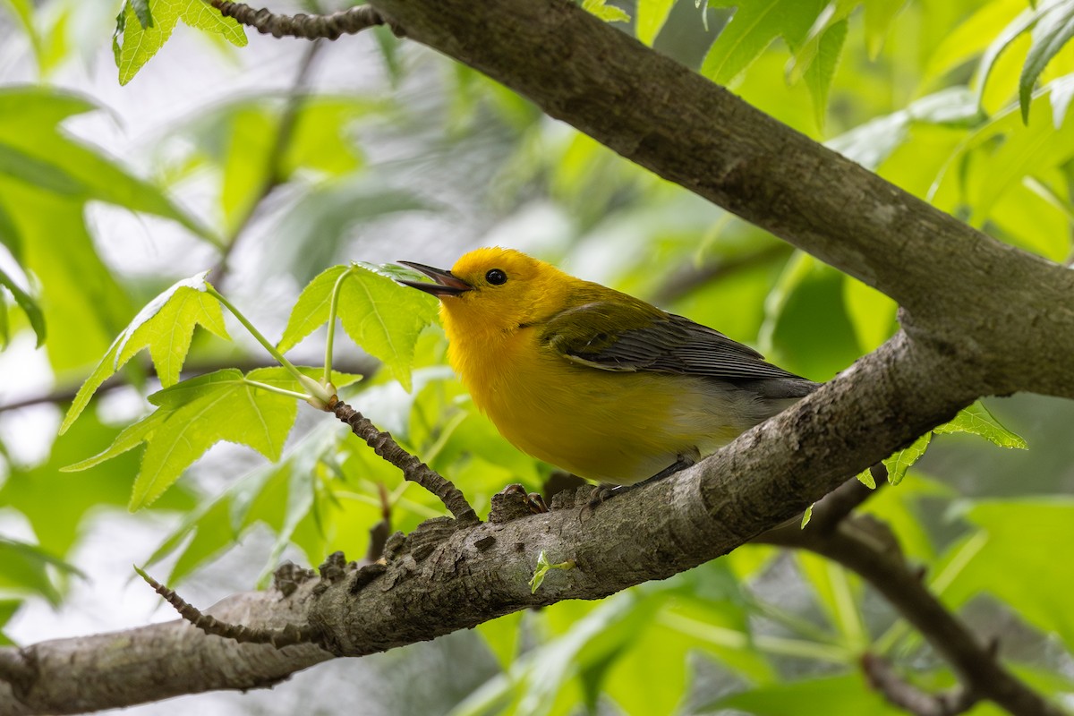 Prothonotary Warbler - ML617197237