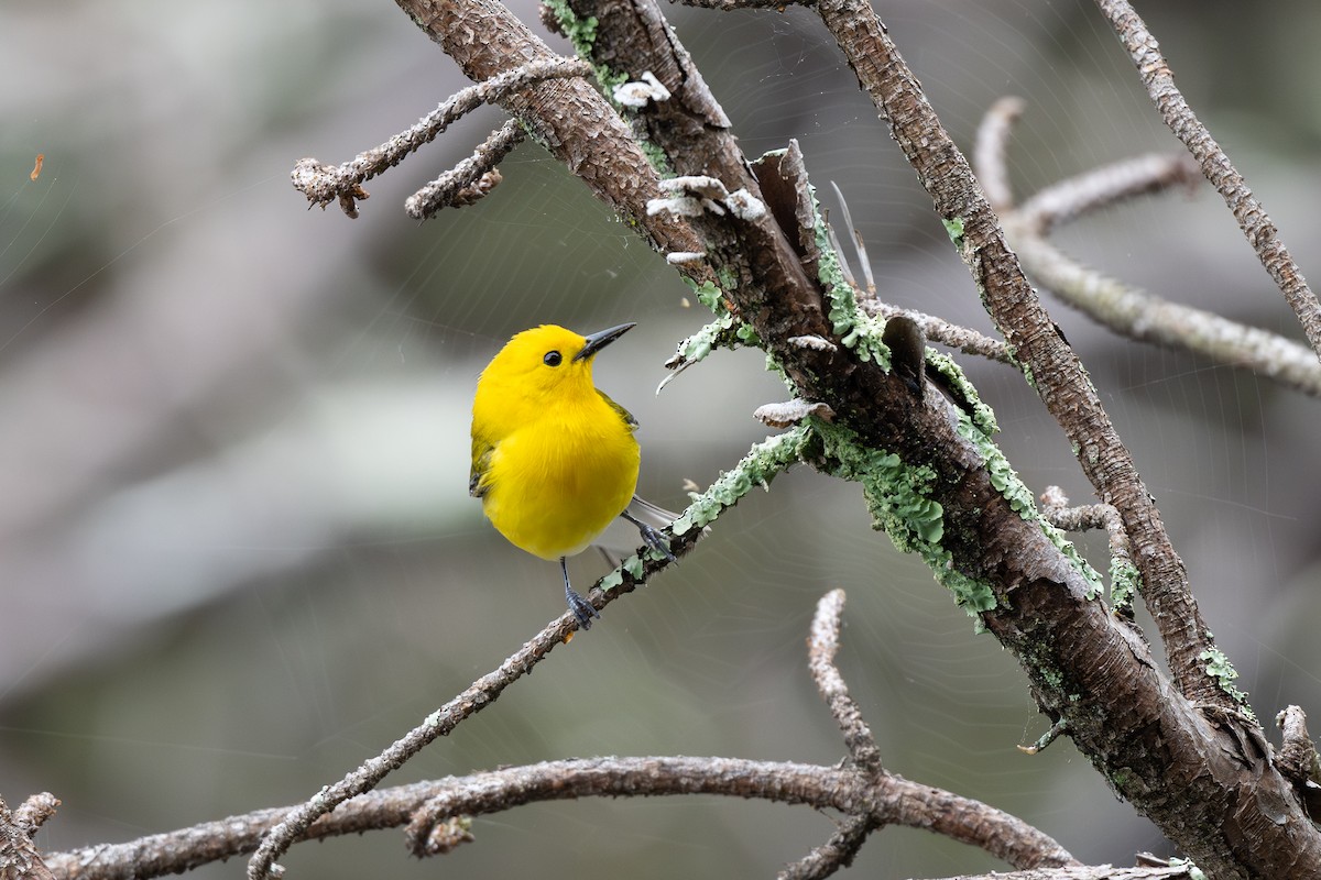 Prothonotary Warbler - ML617197238