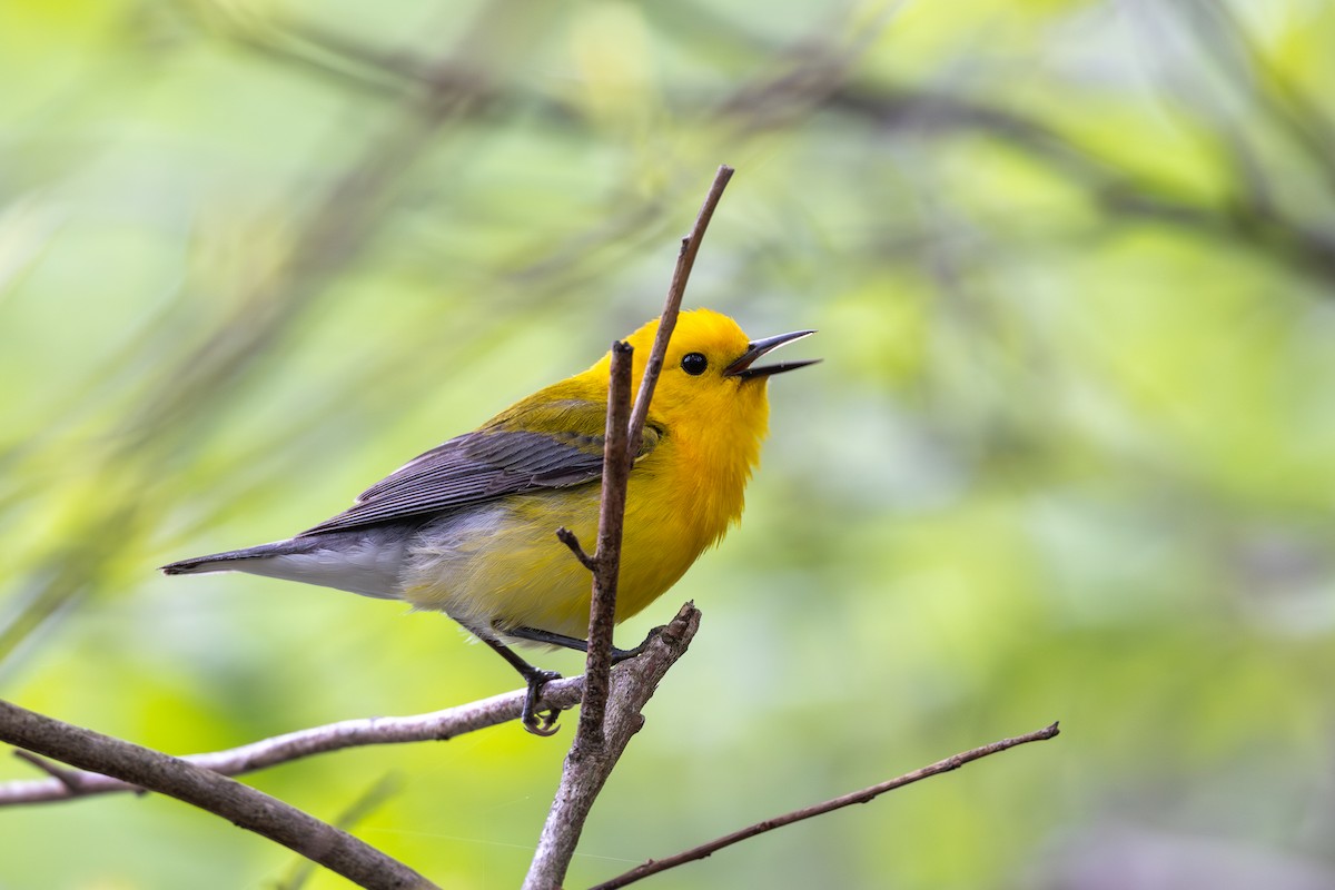 Prothonotary Warbler - ML617197239