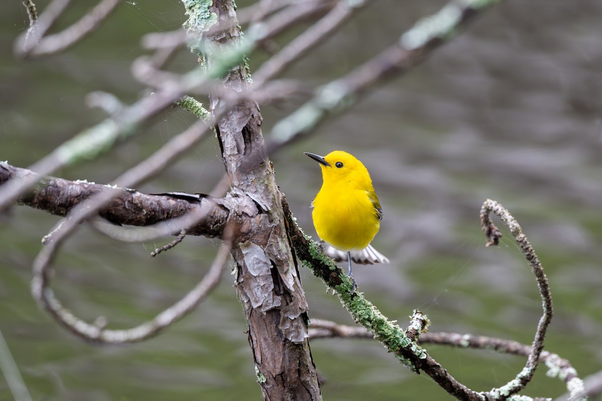 Prothonotary Warbler - ML617197240