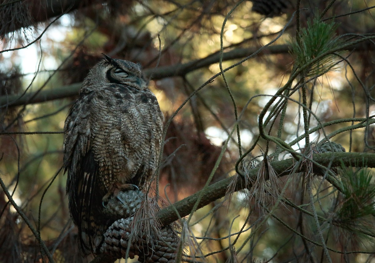 Lesser Horned Owl - ML617197252