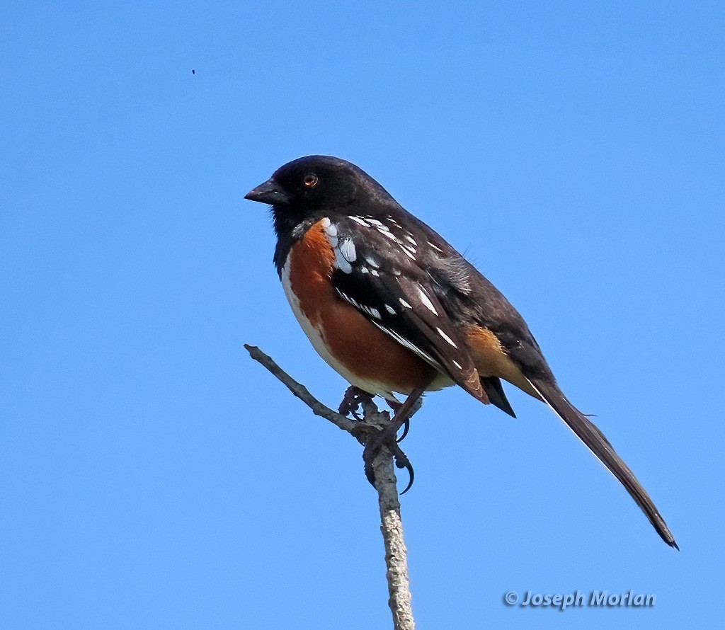 Spotted Towhee - ML617197337