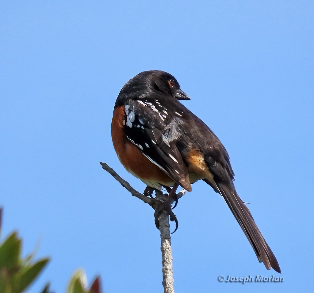 Spotted Towhee - ML617197338