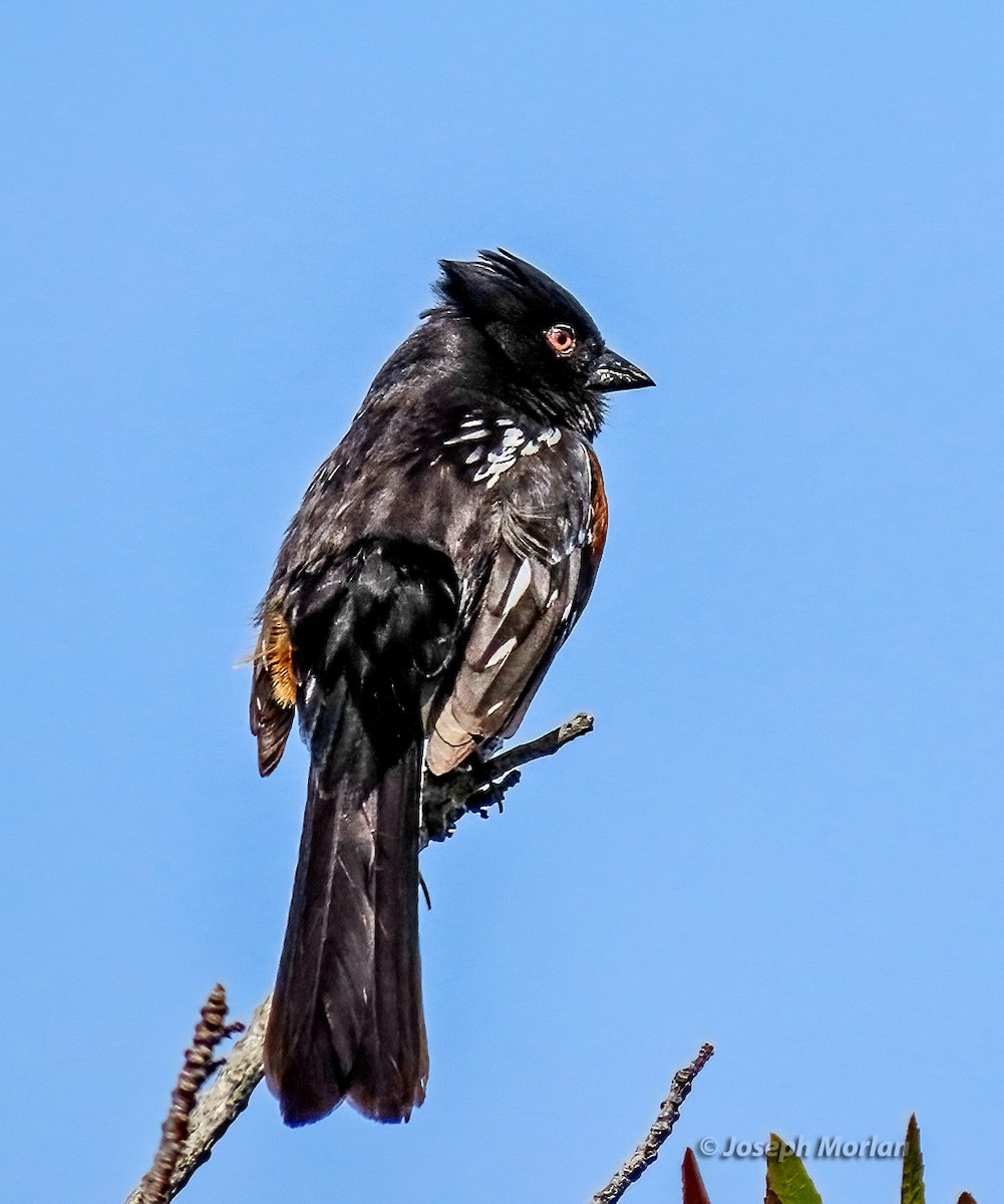 Spotted Towhee - ML617197339