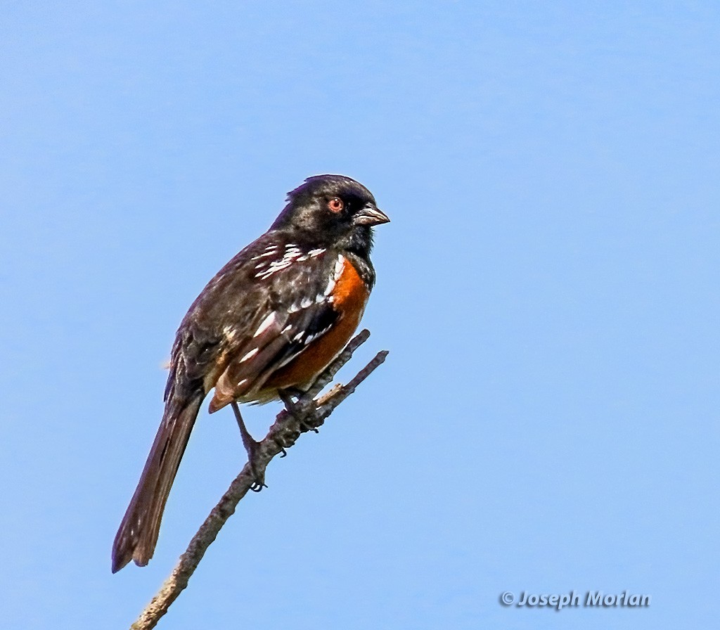 Spotted Towhee - ML617197340
