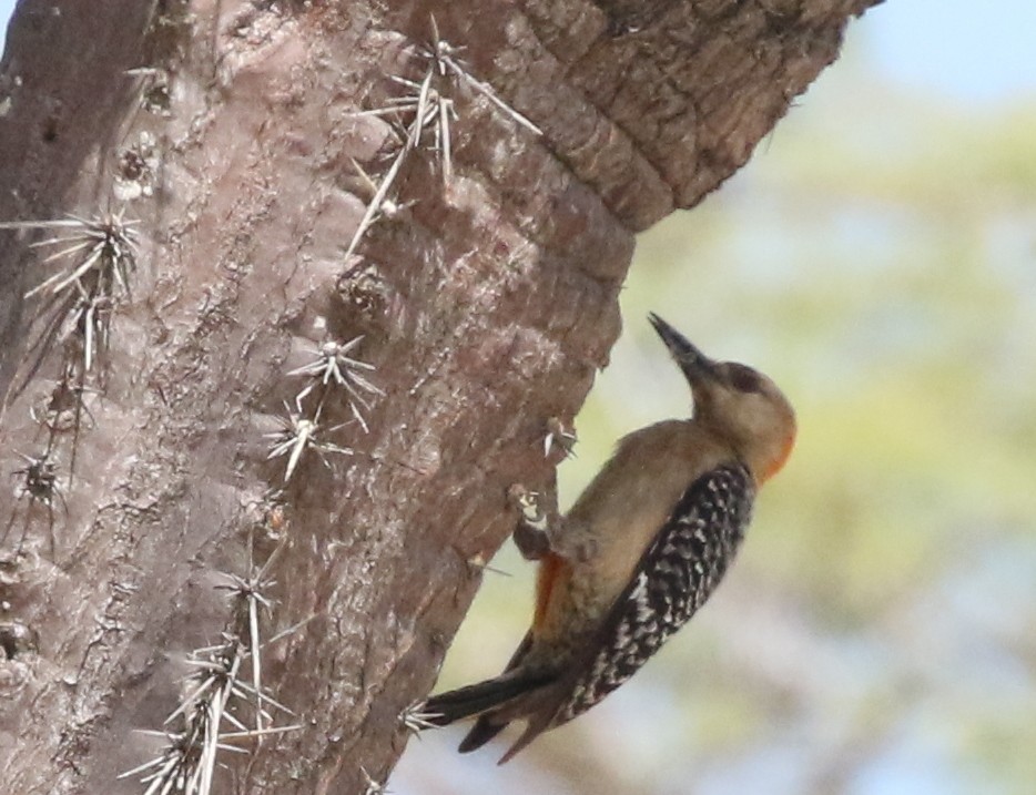 Red-crowned Woodpecker - ML617197378
